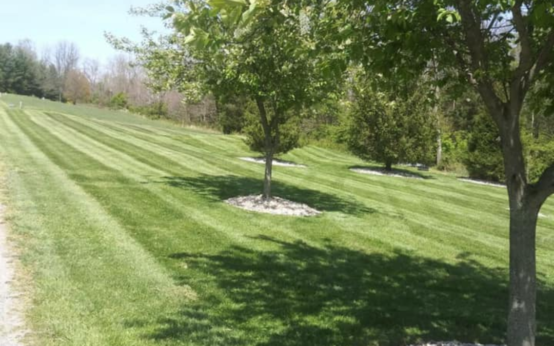 Transform Your Outdoor Space with Top Scapes Design: A Professional Landscaping Company