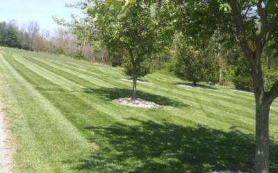 What Are Common Summer Lawn Problems?